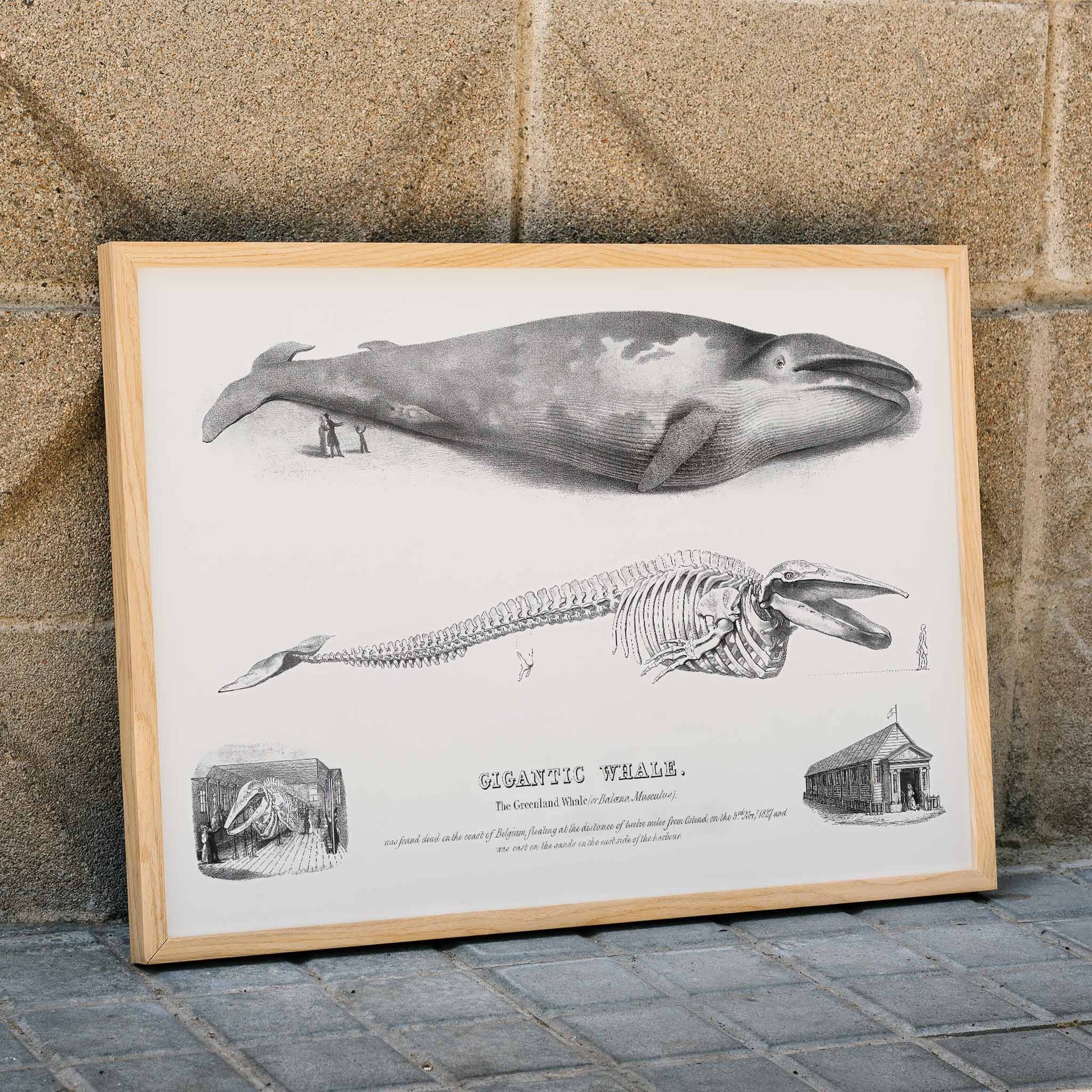 Blue whale and skeleton illustration from Gigantic Whale by George Johann Scharf poster wall decor, framed and displayed in modern living room decor