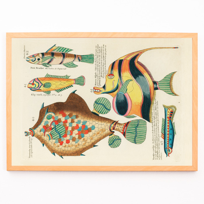 Ilustraciones coloridas y surrealistas de peces 9