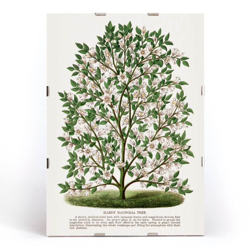 Árbol de magnolia resistente