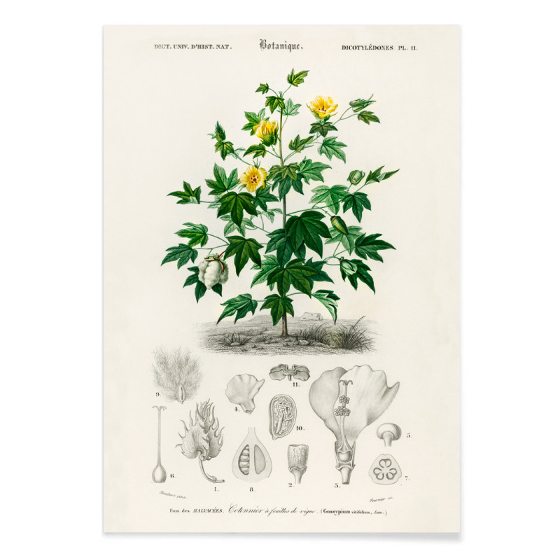 gosipio vitifolium